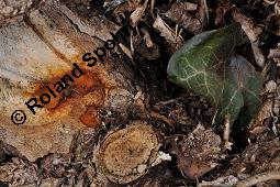 Gewöhnlicher Efeu, Hedera helix, Araliaceae, Hedera helix, Gewöhnlicher Efeu, Stamm mit Haftwurzeln Kauf von 00638_hedera_helix_dsc_8268.jpg