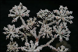 Gewöhnlicher Efeu, Hedera helix, Araliaceae, Hedera helix, Gewöhnlicher Efeu, Stamm mit Haftwurzeln Kauf von 00638hedera_heliximg_5088.jpg