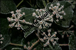 Gewöhnlicher Efeu, Hedera helix, Araliaceae, Hedera helix, Gewöhnlicher Efeu, Stamm mit Haftwurzeln Kauf von 00638hedera_heliximg_5089.jpg
