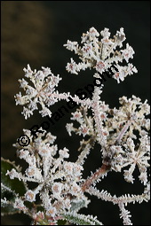 Gewöhnlicher Efeu, Hedera helix, Araliaceae, Hedera helix, Gewöhnlicher Efeu, Stamm mit Haftwurzeln Kauf von 00638hedera_heliximg_5090.jpg