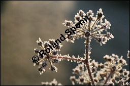 Gewöhnlicher Efeu, Hedera helix, Araliaceae, Hedera helix, Gewöhnlicher Efeu, Stamm mit Haftwurzeln Kauf von 00638hedera_heliximg_5091.jpg