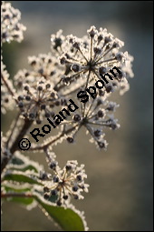 Gewöhnlicher Efeu, Hedera helix, Araliaceae, Hedera helix, Gewöhnlicher Efeu, Stamm mit Haftwurzeln Kauf von 00638hedera_heliximg_5092.jpg