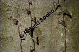 Gewöhnlicher Efeu, Hedera helix, Araliaceae, Hedera helix, Gewöhnlicher Efeu, Stamm mit Haftwurzeln Kauf von 00638hedera_heliximg_5232.jpg