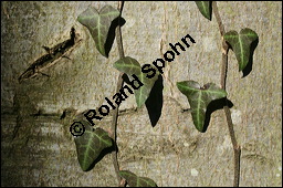 Gewöhnlicher Efeu, Hedera helix, Araliaceae, Hedera helix, Gewöhnlicher Efeu, Stamm mit Haftwurzeln Kauf von 00638hedera_heliximg_5233.jpg