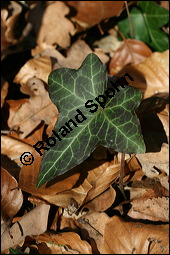 Gewöhnlicher Efeu, Hedera helix, Araliaceae, Hedera helix, Gewöhnlicher Efeu, Stamm mit Haftwurzeln Kauf von 00638hedera_heliximg_5234.jpg