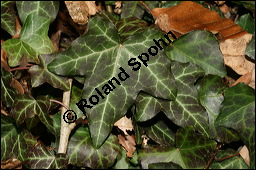 Gewöhnlicher Efeu, Hedera helix, Araliaceae, Hedera helix, Gewöhnlicher Efeu, Stamm mit Haftwurzeln Kauf von 00638hedera_heliximg_5236.jpg