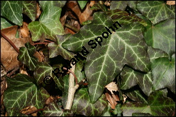 Gewöhnlicher Efeu, Hedera helix, Araliaceae, Hedera helix, Gewöhnlicher Efeu, Stamm mit Haftwurzeln Kauf von 00638hedera_heliximg_5237.jpg