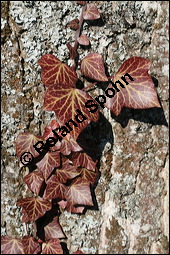 Gewöhnlicher Efeu, Hedera helix, Araliaceae, Hedera helix, Gewöhnlicher Efeu, Stamm mit Haftwurzeln Kauf von 00638hedera_heliximg_5244.jpg