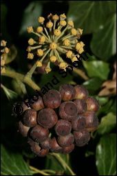 Gewöhnlicher Efeu, Hedera helix, Araliaceae, Hedera helix, Gewöhnlicher Efeu, Stamm mit Haftwurzeln Kauf von 00638hedera_heliximg_5670.jpg