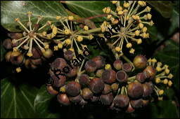 Gewöhnlicher Efeu, Hedera helix, Araliaceae, Hedera helix, Gewöhnlicher Efeu, Stamm mit Haftwurzeln Kauf von 00638hedera_heliximg_5671.jpg