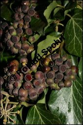 Gewöhnlicher Efeu, Hedera helix, Araliaceae, Hedera helix, Gewöhnlicher Efeu, Stamm mit Haftwurzeln Kauf von 00638hedera_heliximg_5672.jpg