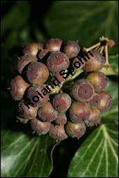 Gewöhnlicher Efeu, Hedera helix, Araliaceae, Hedera helix, Gewöhnlicher Efeu, Stamm mit Haftwurzeln Kauf von 00638hedera_heliximg_5674.jpg