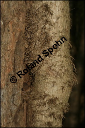 Gewöhnlicher Efeu, Hedera helix, Araliaceae, Hedera helix, Gewöhnlicher Efeu, Stamm mit Haftwurzeln Kauf von 00638hedera_heliximg_5687.jpg