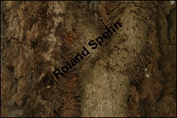 Gewöhnlicher Efeu, Hedera helix, Araliaceae, Hedera helix, Gewöhnlicher Efeu, Stamm mit Haftwurzeln Kauf von 00638hedera_heliximg_5688.jpg