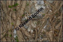 Gewöhnlicher Efeu, Hedera helix, Araliaceae, Hedera helix, Gewöhnlicher Efeu, Stamm mit Haftwurzeln Kauf von 00638hedera_heliximg_6952.jpg