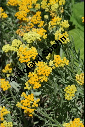 Sand-Strohblume, Katzenpfötchen, Helichrysum arenarium, Asteraceae, Helichrysum arenarium, Sand-Strohblume, Katzenpfötchen, Blühend Kauf von 00639helichrysum_arenariumimg_8620.jpg