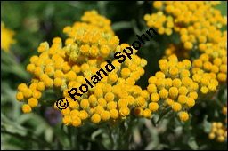 Sand-Strohblume, Katzenpfötchen, Helichrysum arenarium, Asteraceae, Helichrysum arenarium, Sand-Strohblume, Katzenpfötchen, Blühend Kauf von 00639helichrysum_arenariumimg_8621.jpg