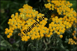 Sand-Strohblume, Katzenpfötchen, Helichrysum arenarium, Asteraceae, Helichrysum arenarium, Sand-Strohblume, Katzenpfötchen, Blühend Kauf von 00639helichrysum_arenariumimg_8622.jpg