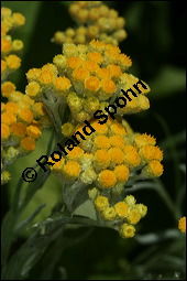 Sand-Strohblume, Katzenpfötchen, Helichrysum arenarium, Asteraceae, Helichrysum arenarium, Sand-Strohblume, Katzenpfötchen, Blühend Kauf von 00639helichrysum_arenariumimg_8623.jpg
