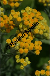 Sand-Strohblume, Katzenpfötchen, Helichrysum arenarium, Asteraceae, Helichrysum arenarium, Sand-Strohblume, Katzenpfötchen, Blühend Kauf von 00639helichrysum_arenariumimg_8625.jpg