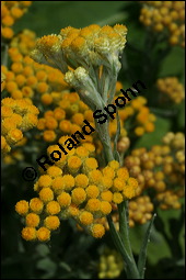 Sand-Strohblume, Katzenpfötchen, Helichrysum arenarium, Asteraceae, Helichrysum arenarium, Sand-Strohblume, Katzenpfötchen, Blühend Kauf von 00639helichrysum_arenariumimg_8626.jpg