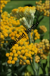 Sand-Strohblume, Katzenpfötchen, Helichrysum arenarium, Asteraceae, Helichrysum arenarium, Sand-Strohblume, Katzenpfötchen, Blühend Kauf von 00639helichrysum_arenariumimg_8627.jpg