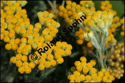 Sand-Strohblume, Katzenpfötchen, Helichrysum arenarium, Asteraceae, Helichrysum arenarium, Sand-Strohblume, Katzenpfötchen, Blühend Kauf von 00639helichrysum_arenariumimg_8629.jpg