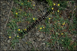 Mausohr-Habichtskraut, Kleines Habichtskraut, Mäuseohr, Hieracium pilosella, Cichoriaceae, Hieracium pilosella, Mausohr-Habichtskraut, Kleines Habichtskraut, Mäuseohr, Blütenkörbchen Kauf von 00646hieracium_pilosella_img_1896.jpg