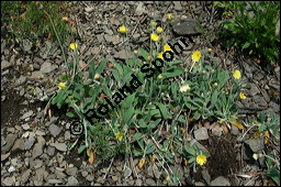 Mausohr-Habichtskraut, Kleines Habichtskraut, Mäuseohr, Hieracium pilosella, Cichoriaceae, Hieracium pilosella, Mausohr-Habichtskraut, Kleines Habichtskraut, Mäuseohr, Blütenkörbchen Kauf von 00646hieracium_pilosella_img_1897.jpg