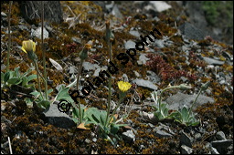 Mausohr-Habichtskraut, Kleines Habichtskraut, Mäuseohr, Hieracium pilosella, Cichoriaceae, Hieracium pilosella, Mausohr-Habichtskraut, Kleines Habichtskraut, Mäuseohr, Blütenkörbchen Kauf von 00646hieracium_pilosella_img_1898.jpg