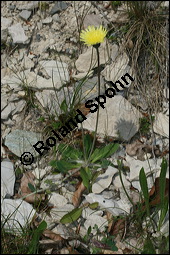 Mausohr-Habichtskraut, Kleines Habichtskraut, Mäuseohr, Hieracium pilosella, Cichoriaceae, Hieracium pilosella, Mausohr-Habichtskraut, Kleines Habichtskraut, Mäuseohr, Blütenkörbchen Kauf von 00646hieracium_pilosellaimg_7245.jpg