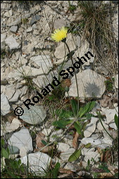 Mausohr-Habichtskraut, Kleines Habichtskraut, Mäuseohr, Hieracium pilosella, Cichoriaceae, Hieracium pilosella, Mausohr-Habichtskraut, Kleines Habichtskraut, Mäuseohr, Blütenkörbchen Kauf von 00646hieracium_pilosellaimg_7246.jpg