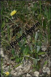 Mausohr-Habichtskraut, Kleines Habichtskraut, Mäuseohr, Hieracium pilosella, Cichoriaceae, Hieracium pilosella, Mausohr-Habichtskraut, Kleines Habichtskraut, Mäuseohr, Blütenkörbchen Kauf von 00646hieracium_pilosellaimg_7249.jpg