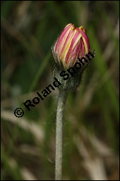 Mausohr-Habichtskraut, Kleines Habichtskraut, Mäuseohr, Hieracium pilosella, Cichoriaceae, Hieracium pilosella, Mausohr-Habichtskraut, Kleines Habichtskraut, Mäuseohr, Blütenkörbchen Kauf von 00646hieracium_pilosellaimg_7250.jpg