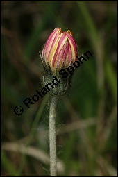 Mausohr-Habichtskraut, Kleines Habichtskraut, Mäuseohr, Hieracium pilosella, Cichoriaceae, Hieracium pilosella, Mausohr-Habichtskraut, Kleines Habichtskraut, Mäuseohr, Blütenkörbchen Kauf von 00646hieracium_pilosellaimg_7251.jpg