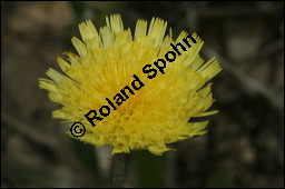 Mausohr-Habichtskraut, Kleines Habichtskraut, Mäuseohr, Hieracium pilosella, Cichoriaceae, Hieracium pilosella, Mausohr-Habichtskraut, Kleines Habichtskraut, Mäuseohr, Blütenkörbchen Kauf von 00646hieracium_pilosellaimg_7255.jpg