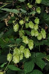 Gewöhnlicher Hopfen, Humulus lupulus, Cannabaceae, Humulus lupulus, Gewöhnlicher Hopfen, fruchtend, Wildform im Rhonetal Kauf von 00648_humulus_lupulus_dsc_6810.jpg