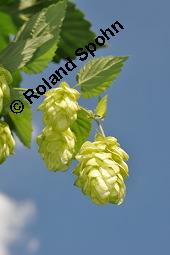 Gewöhnlicher Hopfen, Humulus lupulus, Cannabaceae, Humulus lupulus, Gewöhnlicher Hopfen, fruchtend, Wildform im Rhonetal Kauf von 00648_humulus_lupulus_dsc_6813.jpg