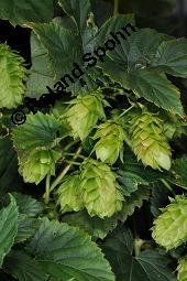 Gewöhnlicher Hopfen, Humulus lupulus, Cannabaceae, Humulus lupulus, Gewöhnlicher Hopfen, fruchtend, Wildform im Rhonetal Kauf von 00648_humulus_lupulus_dsc_6938.jpg
