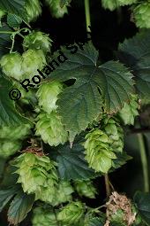 Gewöhnlicher Hopfen, Humulus lupulus, Cannabaceae, Humulus lupulus, Gewöhnlicher Hopfen, fruchtend, Wildform im Rhonetal Kauf von 00648_humulus_lupulus_dsc_6939.jpg