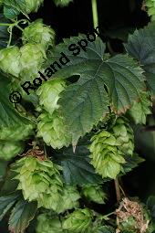 Gewöhnlicher Hopfen, Humulus lupulus, Cannabaceae, Humulus lupulus, Gewöhnlicher Hopfen, fruchtend, Wildform im Rhonetal Kauf von 00648_humulus_lupulus_dsc_6940.jpg