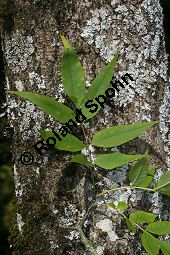 Kanadische Gelbwurz, Orangenwurzel, Goldsiegelwurzel, Hydrastis canadensis, Ranunculaceae, Hydrastis canadensis, Kanadische Gelbwurz, Orangenwurzel, Goldsiegelwurzel, Blühend Kauf von 006519fraxinus_pennsylvaticaimg_9878.jpg