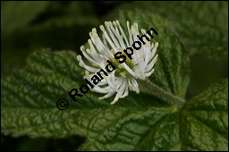 Kanadische Gelbwurz, Orangenwurzel, Goldsiegelwurzel, Hydrastis canadensis, Ranunculaceae, Hydrastis canadensis, Kanadische Gelbwurz, Orangenwurzel, Goldsiegelwurzel, Blühend Kauf von 00651hydrastis_canadensisimg_6842.jpg