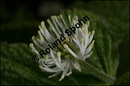 Kanadische Gelbwurz, Orangenwurzel, Goldsiegelwurzel, Hydrastis canadensis, Ranunculaceae, Hydrastis canadensis, Kanadische Gelbwurz, Orangenwurzel, Goldsiegelwurzel, Blühend Kauf von 00651hydrastis_canadensisimg_6843.jpg