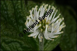 Kanadische Gelbwurz, Orangenwurzel, Goldsiegelwurzel, Hydrastis canadensis, Ranunculaceae, Hydrastis canadensis, Kanadische Gelbwurz, Orangenwurzel, Goldsiegelwurzel, Blühend Kauf von 00651hydrastis_canadensisimg_6844.jpg