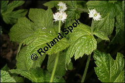 Kanadische Gelbwurz, Orangenwurzel, Goldsiegelwurzel, Hydrastis canadensis, Ranunculaceae, Hydrastis canadensis, Kanadische Gelbwurz, Orangenwurzel, Goldsiegelwurzel, Blühend Kauf von 00651hydrastis_canadensisimg_6845.jpg