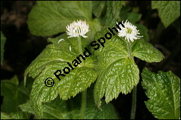 Kanadische Gelbwurz, Orangenwurzel, Goldsiegelwurzel, Hydrastis canadensis, Ranunculaceae, Hydrastis canadensis, Kanadische Gelbwurz, Orangenwurzel, Goldsiegelwurzel, Blühend Kauf von 00651hydrastis_canadensisimg_6846.jpg
