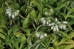 Virginisches Wasserblatt, Hydrophyllum virginianum, Hydrophyllum virginicum, Hydrophyllaceae, Hydrophyllum virginianum, Hydrophyllum virginicum, Virginisches Wasserblatt, Blühend Kauf von 00653_hydrophyllum_virginianum_dsc_4267.jpg