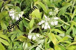 Virginisches Wasserblatt, Hydrophyllum virginianum, Hydrophyllum virginicum, Hydrophyllaceae, Hydrophyllum virginianum, Hydrophyllum virginicum, Virginisches Wasserblatt, Blühend Kauf von 00653_hydrophyllum_virginianum_dsc_4268.jpg