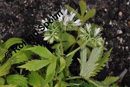 Virginisches Wasserblatt, Hydrophyllum virginianum, Hydrophyllum virginicum, Hydrophyllaceae, Hydrophyllum virginianum, Hydrophyllum virginicum, Virginisches Wasserblatt, Blühend Kauf von 00653_hydrophyllum_virginianum_dsc_4269.jpg